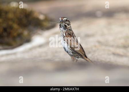 Passero brano. Melodia di Melospiza. Adulto in piedi su una roccia con un insetto nel conto Foto Stock