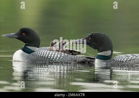 loon comune. (Gavia) immer. Un loon adulto porta due bambini sulla schiena quando l'altro adulto si nutre di loro con una larva damselfly Foto Stock
