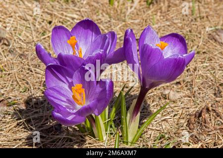 Croco primaverile che cresce in un giardino privato. Crocus vernus. Fiori di Pickwick Foto Stock