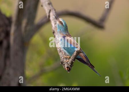 European Roller (Coracias garrulus), che fa scalo, Kinskunsag, Ungheria Foto Stock