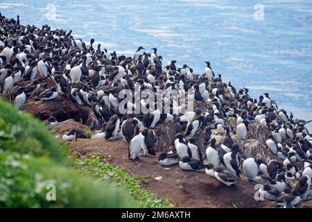 Numerose guillemots su una roccia sul mare, allevamento sito, Hornoeya, Vardoe, Artico, Norvegia Foto Stock