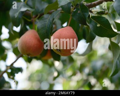 Pere biologiche mature su un albero. Primo piano. Foto Stock