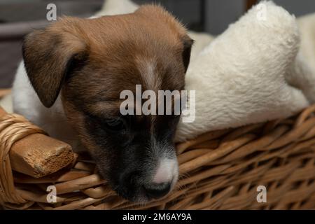 Ritratto di un cucciolo Jack Russell Terrier di sei settimane che guarda fuori da un cestino Foto Stock
