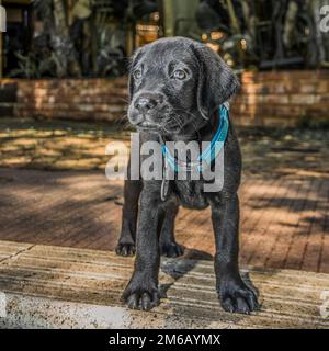 Il Labrador nero cucciolo Foto Stock