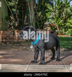 Cucciolo di labrador Foto Stock