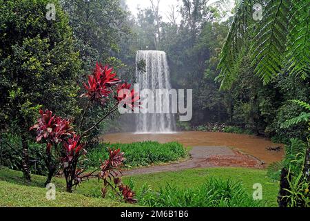 Cascata Millaa Millaa ad Atherton, Australia Foto Stock