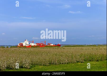 Alberi di mele in fiore nella Alte Land vicino a Luehe Gruenenenendeich, container freighter sull'Elba, distretto di Stade, Germania Foto Stock