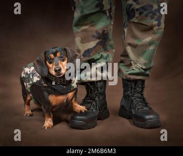 Un simpatico mini dachshund vestito di camo si trova accanto ai piedi e alle gambe di un soldato manichino. Il cane ha uno dei suoi piedi sullo stivale più "soldato". Foto Stock