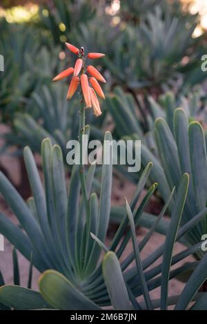 Fiore arancione di kumara plicatilis o aloe ventaglio. Foglie lunghe insolite simili a quelle di un ventilatore Foto Stock