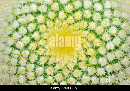 Cactus delicato Foto Stock
