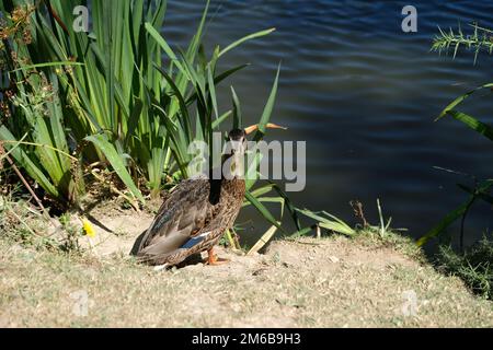 Mallard Duck è molto curioso. Stagno interno sulla piccola isola, Ille de Groix nel sud della Bretagna, Francia. Foto Stock