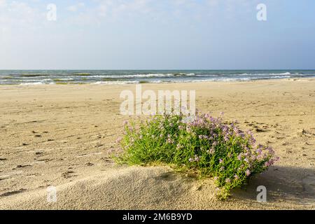Cakile Maritima clump, conosciuto come il razzo marino europeo, fiorisce con fiori viola su una spiaggia sabbiosa del Mar Baltico Foto Stock
