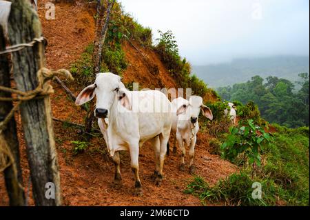 Bestiame bianco di Zebu che cammina in linea su una collina Costa Rica. Foto Stock