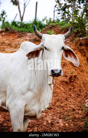 Un bovino bianco zebu che tiene il suo terreno in Costa Rica. Foto Stock