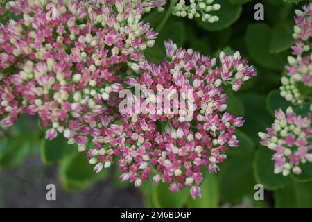 fiori rossi di pietra nel giardino Foto Stock