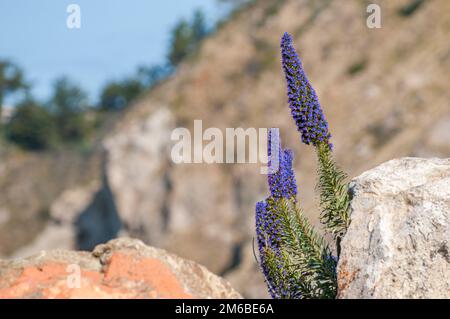 Primo piano di carri a pavimento sulla costa di Big sur a sud di Monterey durante la primavera in California Foto Stock