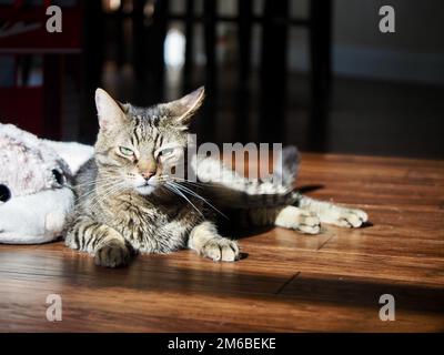 Morphy il gatto tabby prendere il sole Foto Stock