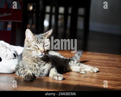 Morphy il gatto tabby prendere il sole Foto Stock