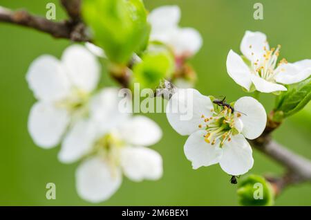 La formica viene eseguito su un ramo di fioritura di prugna, una chiusura Foto Stock