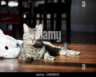 Morphy il gatto tabby prendere il sole Foto Stock