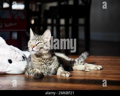 Morphy il gatto tabby prendere il sole Foto Stock