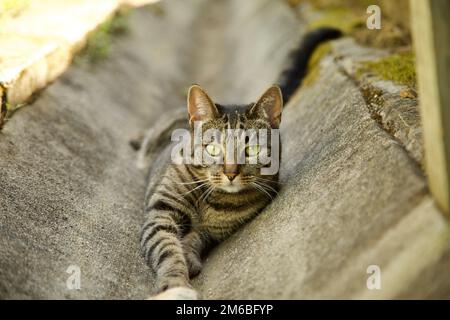 gatto che depone, gatto, gatto nero e grigio. gatto piccolo, gatto Foto Stock