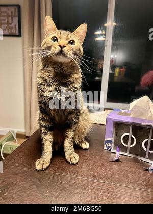 Morphy il gatto di tabby Foto Stock