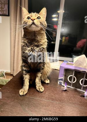 Morphy il gatto di tabby Foto Stock