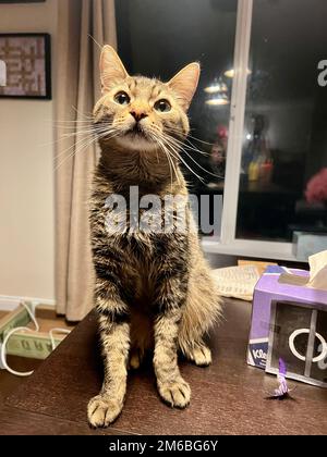 Morphy il gatto di tabby Foto Stock