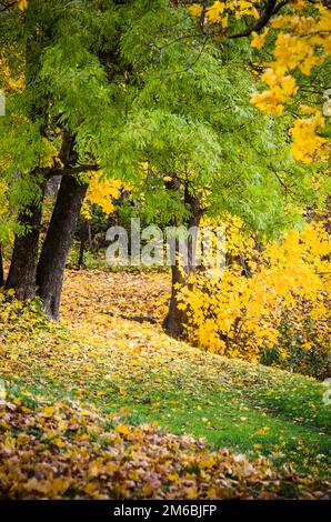 Bellissimo Parco in è giallo verde sfumature di fogliame Foto Stock