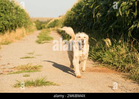 Golden Retriever su Ghiaia Road in campi di mais Foto Stock