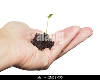 Germogliazione di semi giovani nel suolo, in mano su bianco Foto Stock