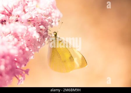 Pieris brassicae, il grande bianco, chiamato anche farfalla cavolo Foto Stock