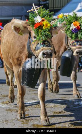 Almabzug - cerimonia di discesa del bestiame dai pascoli di montagna nella valle in autunno a SchÃ¼pfheim, in Svizzera Foto Stock