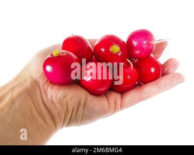 Persona che tiene il mucchio di ravanello maturo su bianco Foto Stock