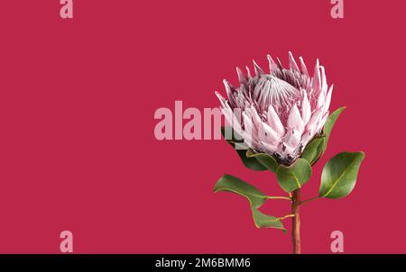 Fiore Protea, bella pianta floreale singola su banner color magenta viva, sfondo in stile minimalistico. Foto di alta qualità Foto Stock