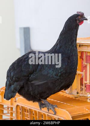 Closeup su una gallina ovaiola che vagano liberamente in un lussureggiante paddock verde Foto Stock