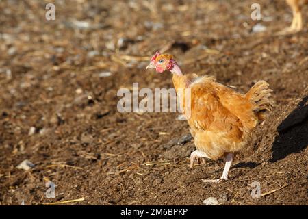 Primo piano sul pollo che scorre liberamente in un lussureggiante paddock verde Foto Stock