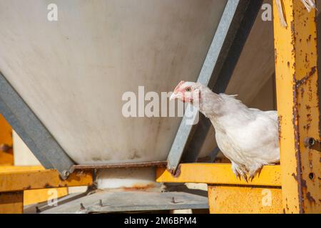 Closeup su una gallina ovaiola che vagano liberamente in un lussureggiante paddock verde Foto Stock