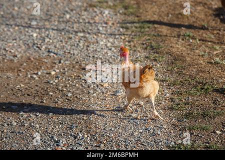 Primo piano sul pollo che scorre liberamente in un lussureggiante paddock verde Foto Stock