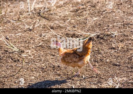 Primo piano sul pollo che scorre liberamente in un lussureggiante paddock verde Foto Stock