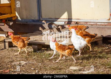 Closeup su una gallina ovaiola che vagano liberamente in un lussureggiante paddock verde Foto Stock