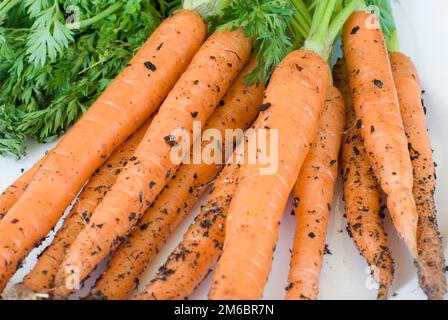 Appena raccolto cresciuto in casa le carote Foto Stock