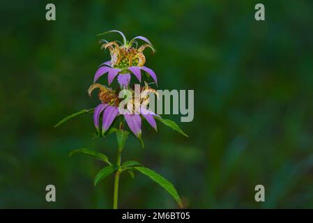 Bee-balm macchiato (Monarda punctata) Foto Stock