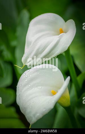 Due Lillies con fondo verde e pioggia sui petali Foto Stock