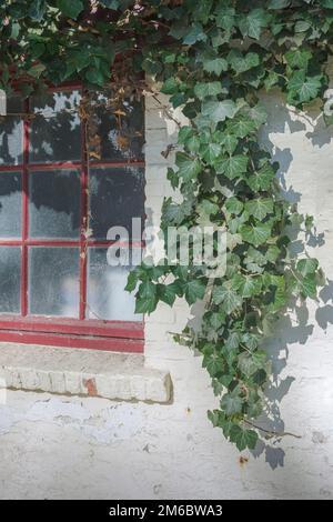 Ivy sopra la finestra della vecchia casa primo piano Foto Stock