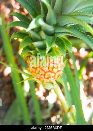 Ananas giovane che cresce su una pianta Foto Stock