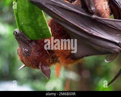 Giant Fruit Bat mangiare anguria Foto Stock
