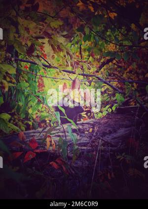 Autunno 2022 Foto Stock