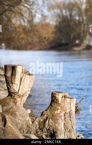 Il moncone nei pressi di un fiume Foto Stock